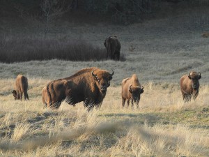 Kraansvlak-wisent stier