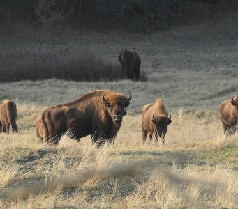 Kraansvlak-wisent stier