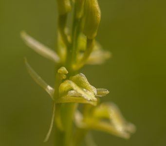 Detail van de bloeiwijze van de Groenknolorchis. Let op het glimmende gele bolletje bovenin de bloem; dat is het stuifmeelklompje dat reeds spontaan op de stempel gevallen is.
