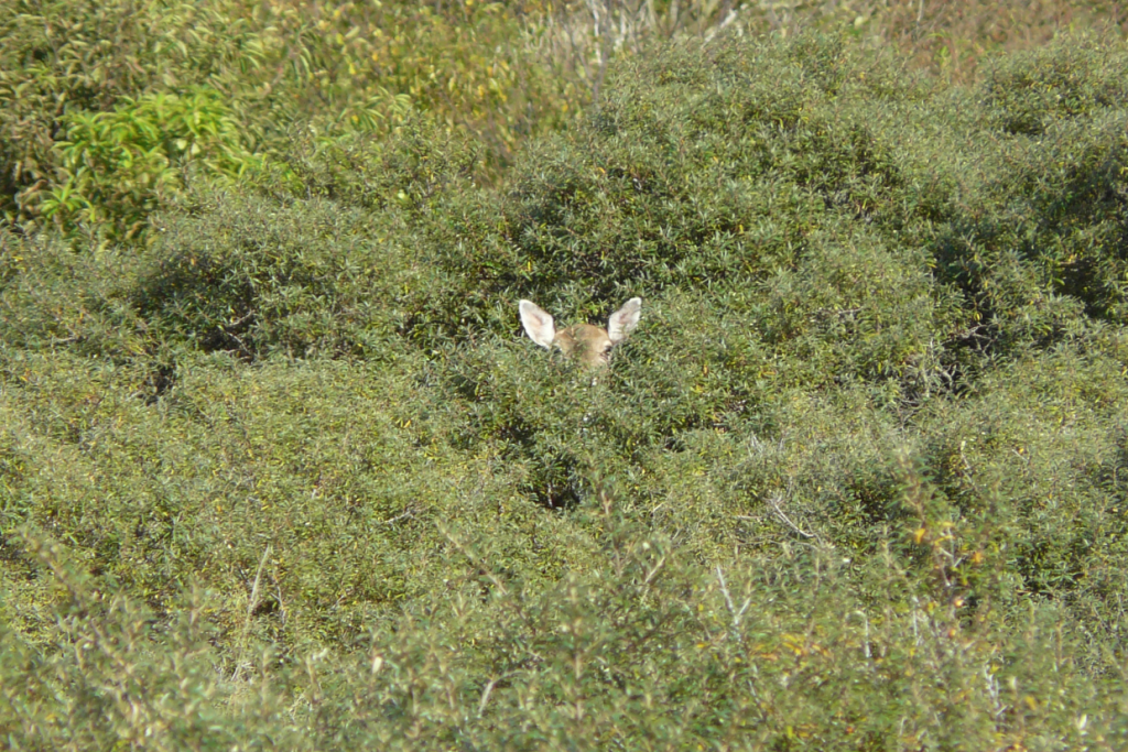 damhert in de duindoorn