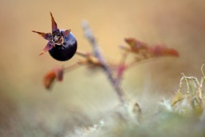 Uitgebloeid duinroosje in het Noordhollands Duinreservaat. Foto Ronald van Wijk