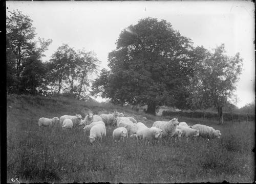 Th. van der Steeg 1935 ca Kudde schapen bij de lindeboom op Stuijvezande NL-BleSAVPR_GN2641
